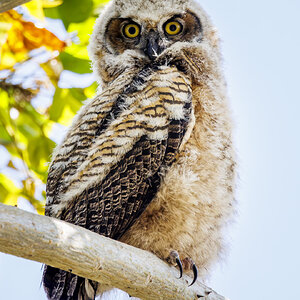 Owl-2528-Enhanced-NR.jpg