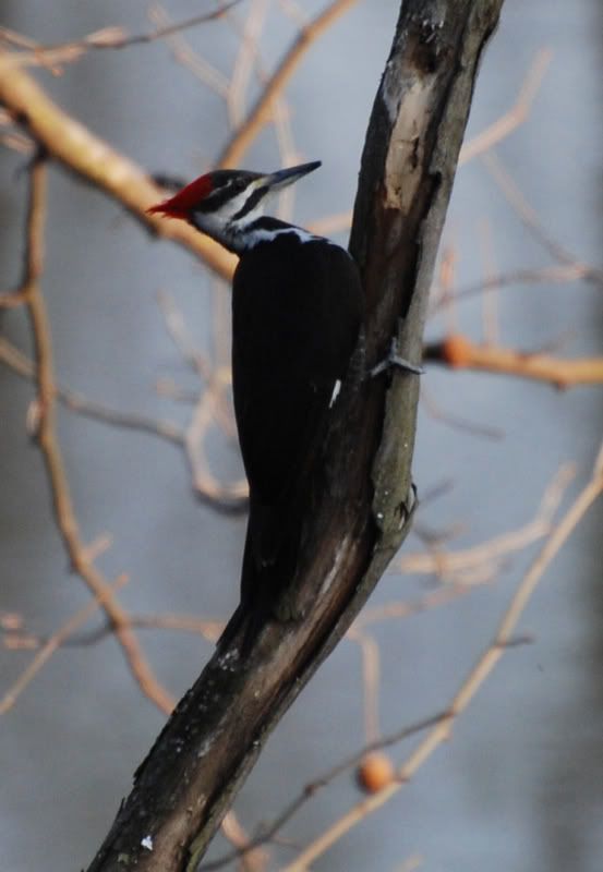 pileatedwoodpecker1.jpg