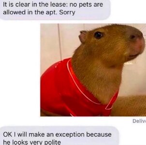 IMG_2337.jpeg