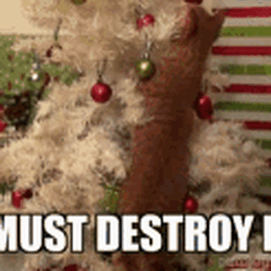 IMG_5431.gif