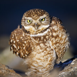 Bolsa245-9052-Enhanced-NR-IG Portrait-2.jpg