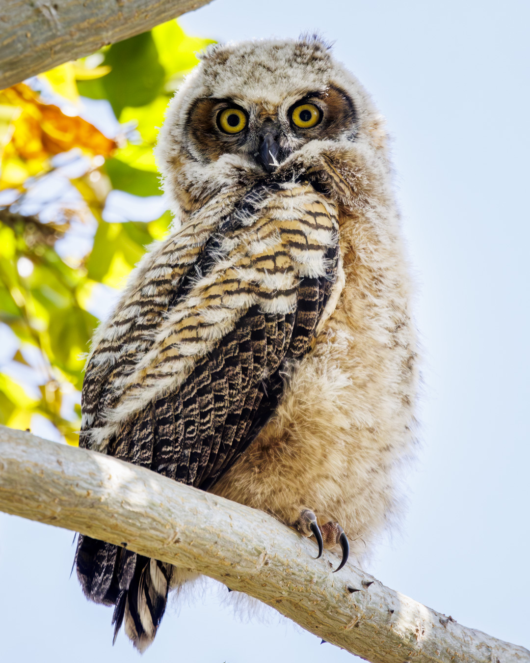 Owl-2528-Enhanced-NR.jpg