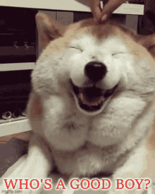 slickric-naturedoge69.gif