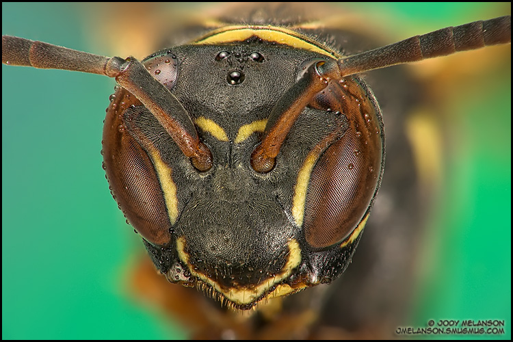 343903737_BZuMU-O.jpg
