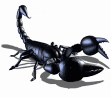 scorpion.gif