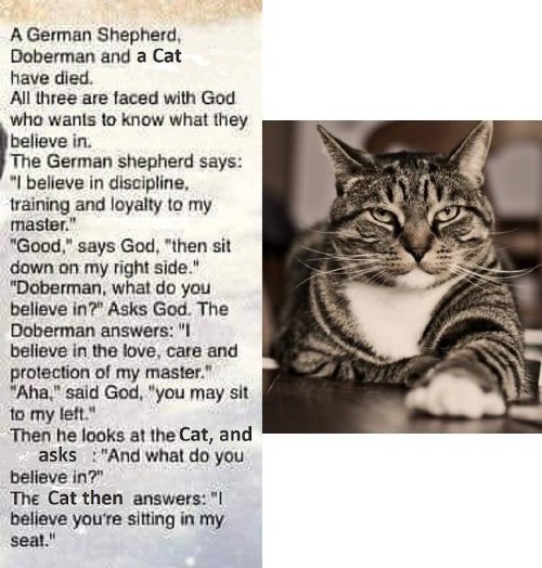 funny%20cat.jpg