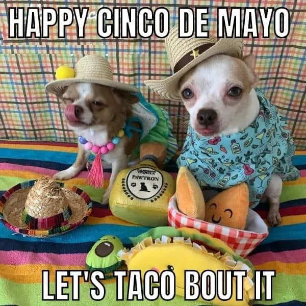Taco-Cinco-de-Mayo-Meme.jpg.webp