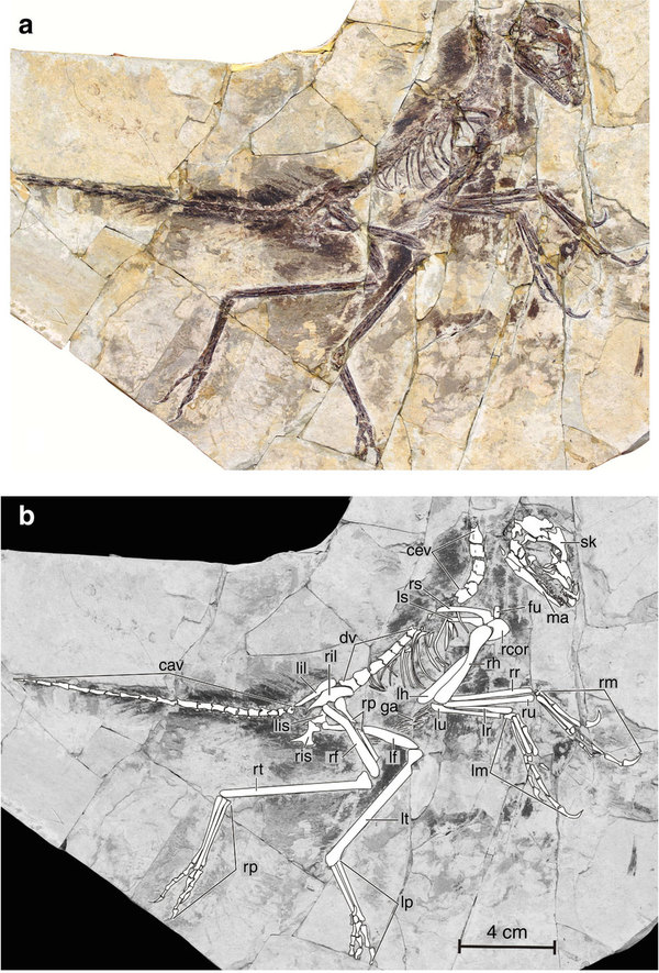 eosinopteryx2.jpg