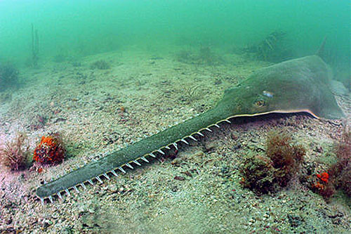 sawfish1.jpeg