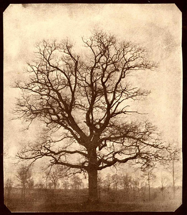 oakTree.jpg