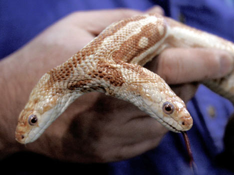 snakeAP_468x351.jpg